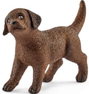 SHL13835 - Labrador Retriever puppy