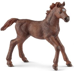 SHL13857 - English Thoroughbred Foal