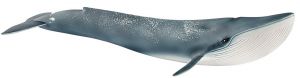 SHL14806 - Blue whale