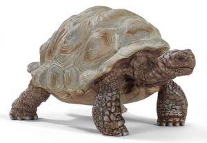 SHL14824 - Giant tortoise