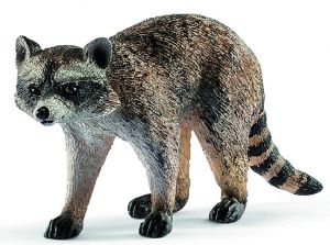SHL14828 - raccoon