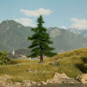 NOC21810 - Nordmann fir 12 cm