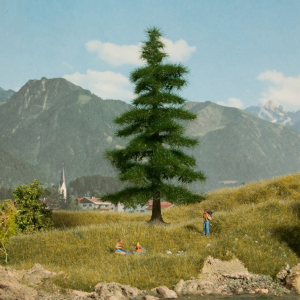 NOC21811 - Nordmann fir 14.5 cm