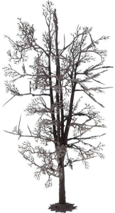 NOC22020 - Tree structure - Lime tree 18.5 cm