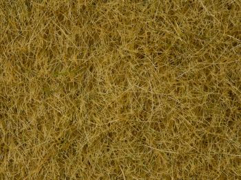 NOC07091 - Pot yellow wilgrass 100g