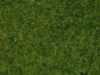 NOC07092 - Pot wilgrass 100g