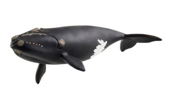 SHL14878 - Atlantic Whale