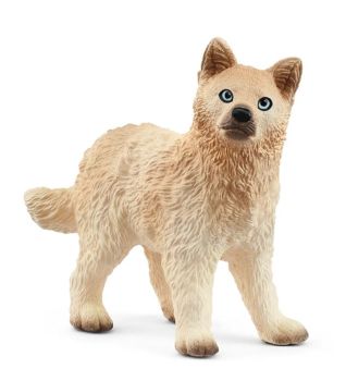 SHL14881 - Arctic Wolf Pup