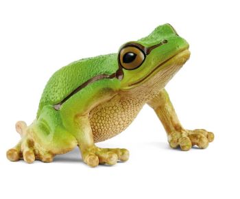 SHL14882 - Green Tree Frog