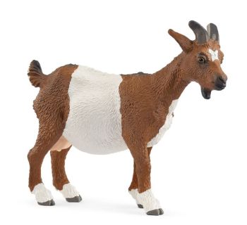 SHL14887 - Goat