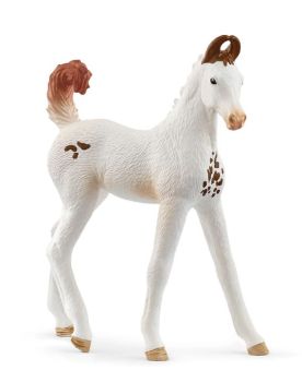 SHL14896 - Marwari Foal