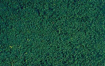 HEK1613 - Pine green microflock foliage - 200 ml