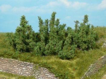 HEK1724 - 4 bushes 5 cm