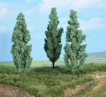 HEK1782 - 3 white poplars 13 cm