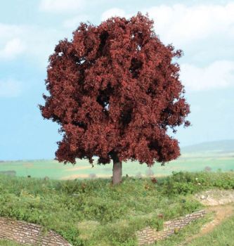 HEK1788 - Common beech 16 cm