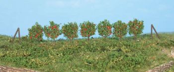 HEK19135 - 36 Espalier trees - 2.5 cm