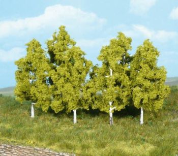 HEK1998 - 6 birch trees 8 cm