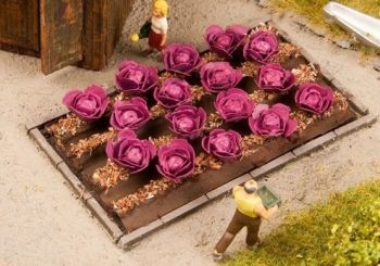 NOC13218 - Red cabbage plants