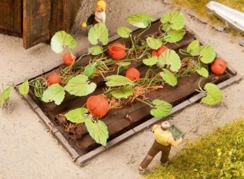 NOC13219 - Squash plants