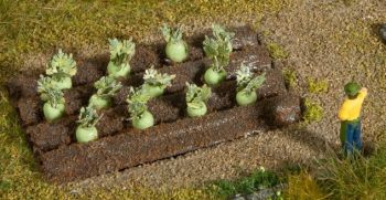 NOC13220 - Cabbage plants