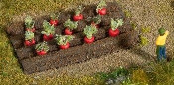NOC13221 - Beetroot plants