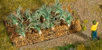 NOC13222 - Leek plants