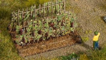NOC13224 - Vines with black grapes