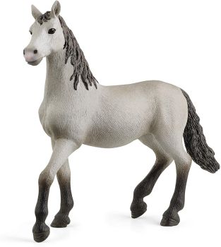 SHL13924 - Purebred Spanish foal