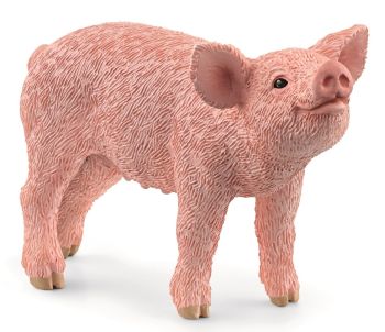 SHL13934 - Piglet