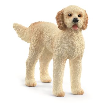 SHL13939 - Goldendoodle dog