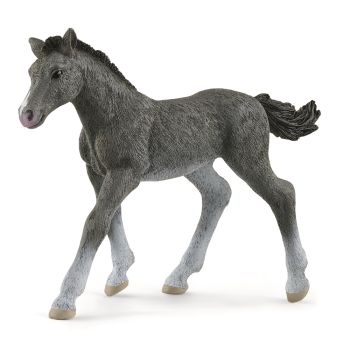 SHL13944 - Foal Trakehnen