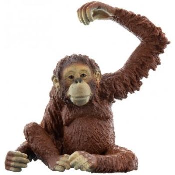 SHL14775 - Orangutan Female