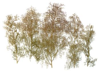 NOC23100 - Natural trees