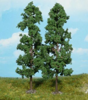 HEK1130 - 2 Beech trees 18 cm