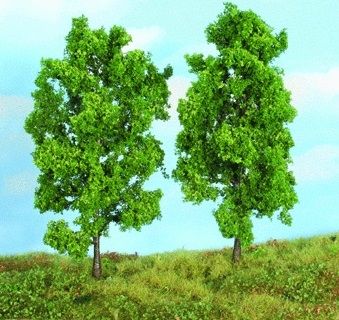 HEK19103 - 2 Beech trees 18 cm