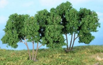 HEK19112 - 3 mulberry trees of 7 cm