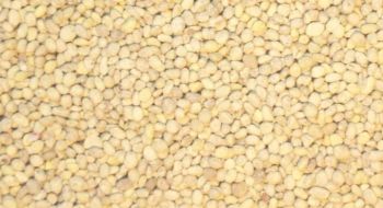 JUW23105 - 150g bag of miniature potatoes for diorama