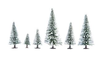 NOC26828 - 25 Snow Fir Trees, 5 to 14 cm