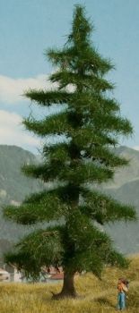NOC21812 - Nordmann fir 18.5 cm