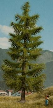 NOC21817 - Spruce 18.5 cm