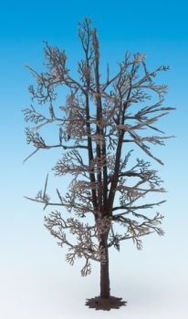 NOC22020 - Tree structure - Lime tree 18.5 cm