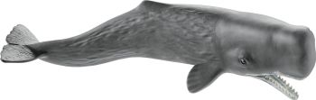 SHL14764 - Great Sperm Whale