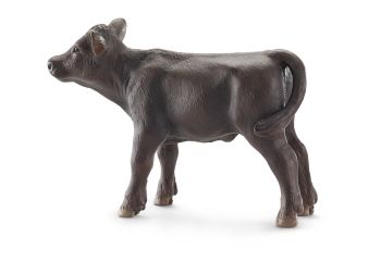 SHL13768 - Angus Calf