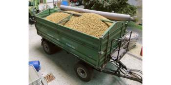 JUW23307 - Corn grain 100 Grams