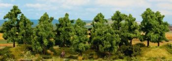 NOC24602 - 6 Deciduous trees 14 to 18 cm