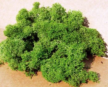 HEK3219 - Light green lichen 75 g
