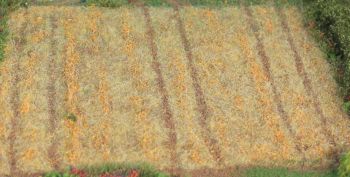 HEK33520 - 2-3 mm thatch grass fibre - 50 g