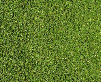 HEK3398 - Vine leaf flock - 200 ml