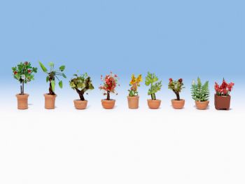 NOC14082 - Ornamental plants in pots