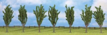 NOC25098 - 7 Poplars 12 cm
